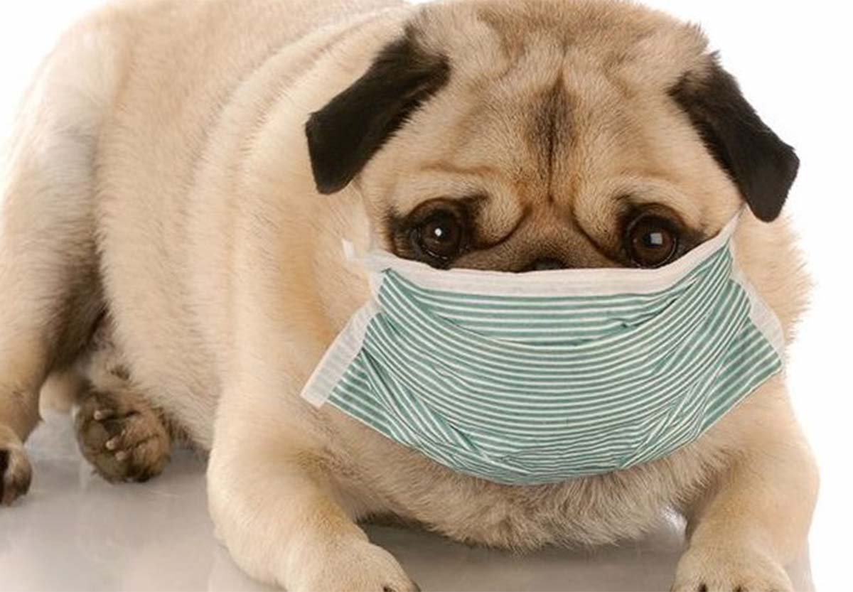 qual-a-relacao-entre-os-pets-e-o-coronavirus?