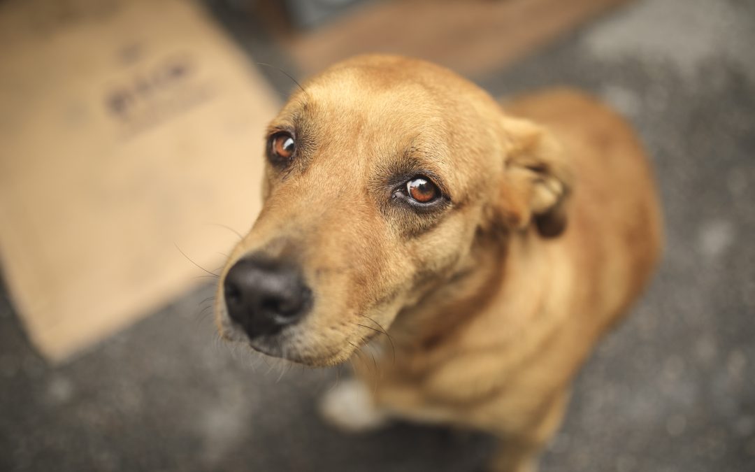 multa-por-maus-tratos-a-animais-vai-aumentar-em-sc