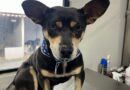 Prefeitura de Navegantes resgata cães vítimas de maus-tratos