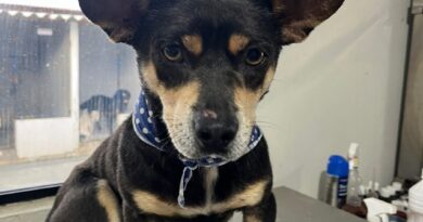 Prefeitura de Navegantes resgata cães vítimas de maus-tratos