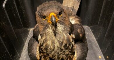 Instituto Ambiental resgata gavião ferido em Navegantes e mobiliza operação de salvamento