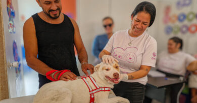 Navegantes realiza vacinação gratuita para cães e gatos em mutirão nos dias 19 e 20 de maio