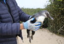 Pinguins aparecem nas praias de Navegantes: saiba o que fazer ao encontrar um animal