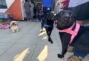 Navegantes aplica 301 vacinas e implanta 75 microchips em cães e gatos